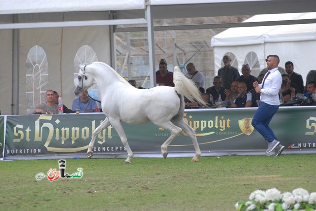 كابول اختتام مهرجان جمال الخيول العربية الأصيلة بحضور غفير وعروض ممتعة